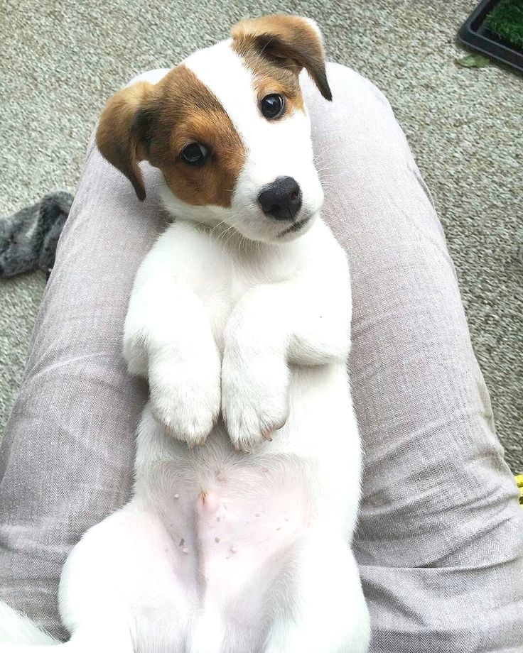 Jack Russell Terrier