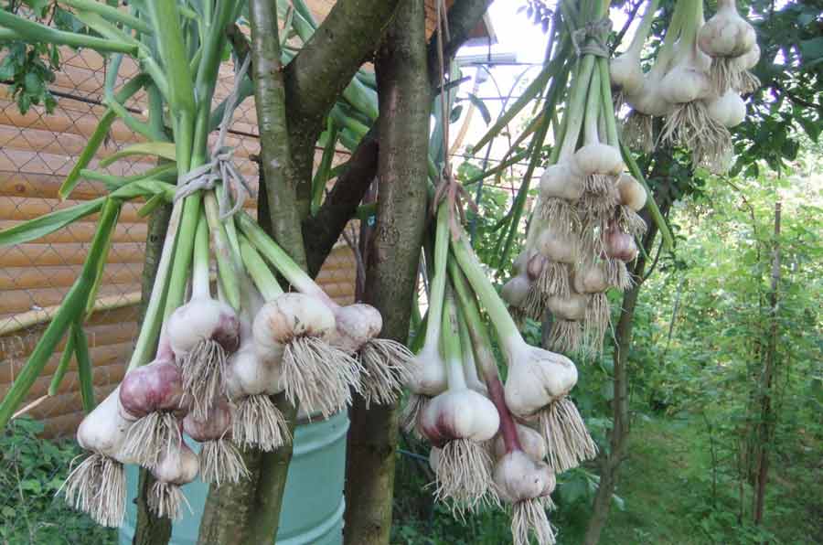 Mengeringkan bawang putih