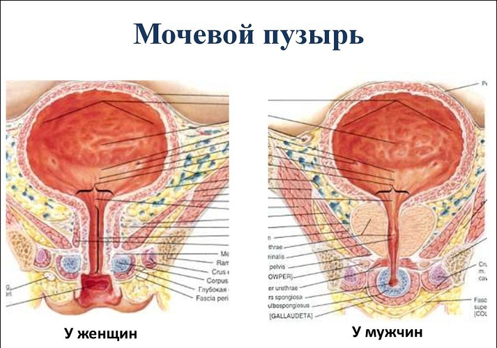 Vissa skillnader