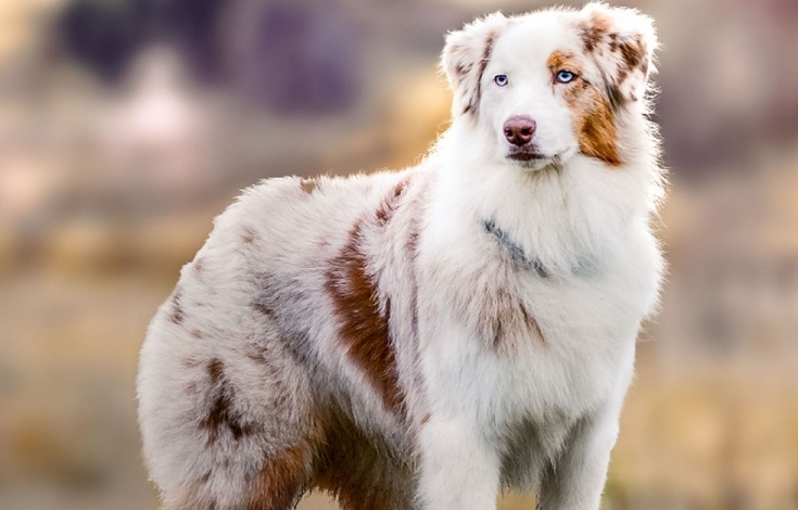 Australia -Blue -Eyed Shepherd Aussi