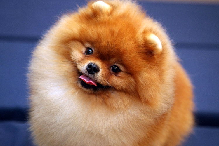 Pomeranian spitz