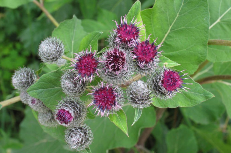 Burdock