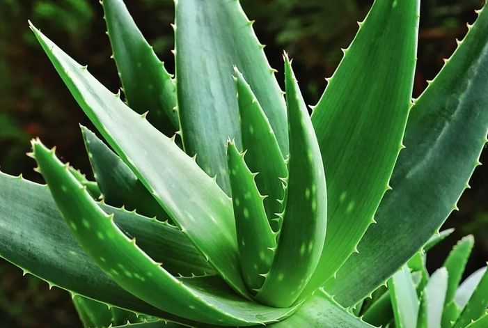 Aloe - tidak membantu dari gandum di mata