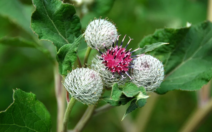 Burdock