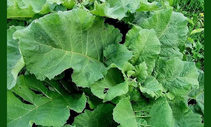 Burdock