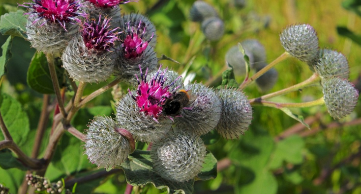 Burdock