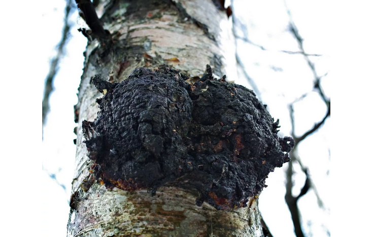 Chaga - Birch houba