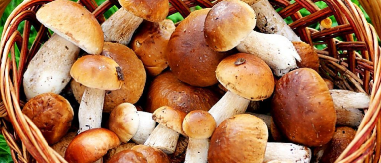 Jak správně vařit houby: Tipy