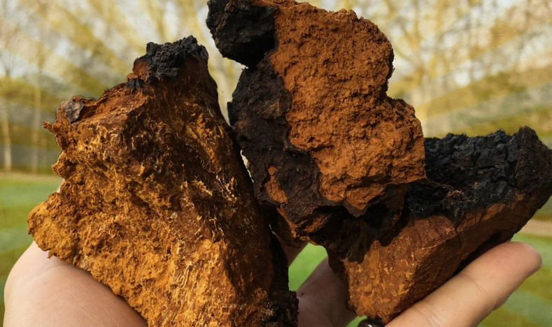 Chaga - björksvamp, massa