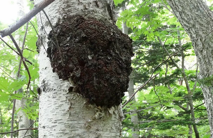 Chaga - Birch houba