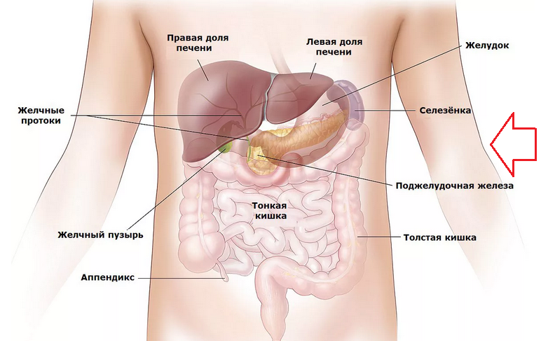 Pod levým okrajem je mnoho orgánů