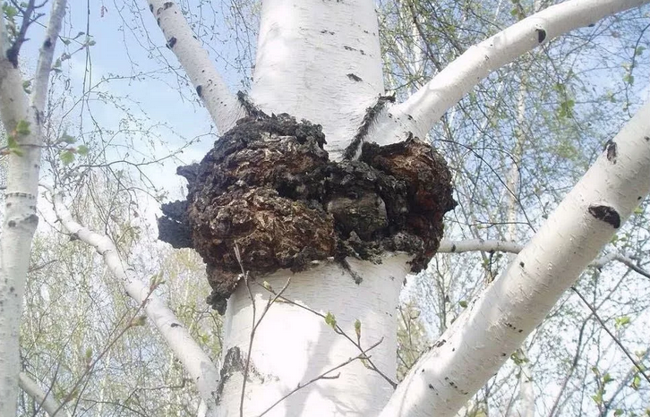 Chaga - jamur birch