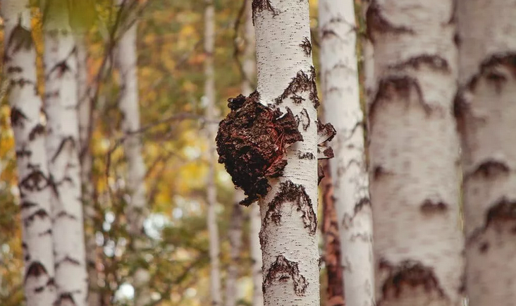 Chaga björksvamp