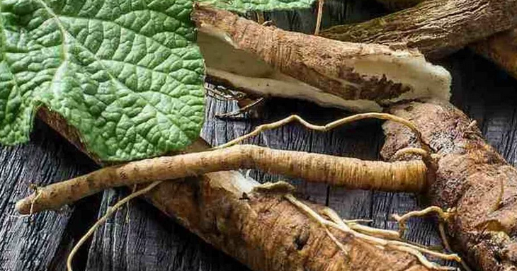 Root Burdock