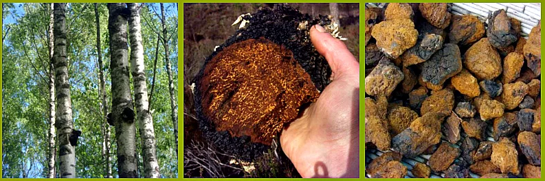 Anda dapat menjual chaga jamur birch di berbagai negara