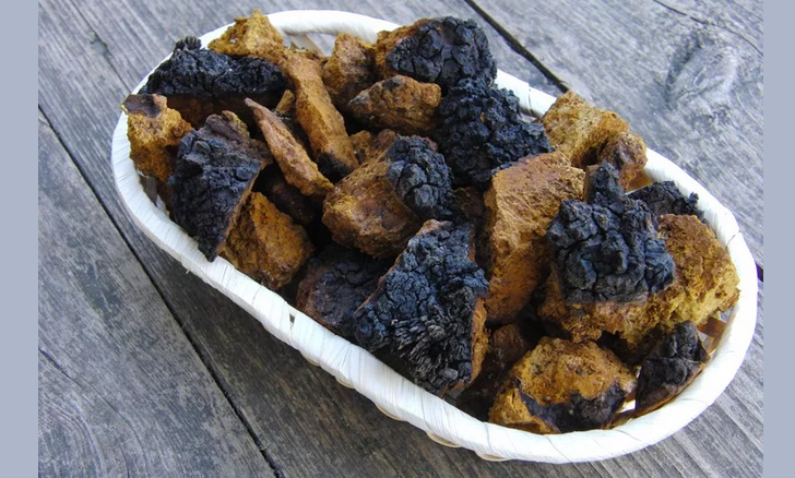 Chaga björksvamp