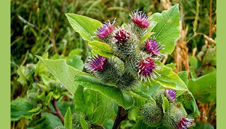 Burdock