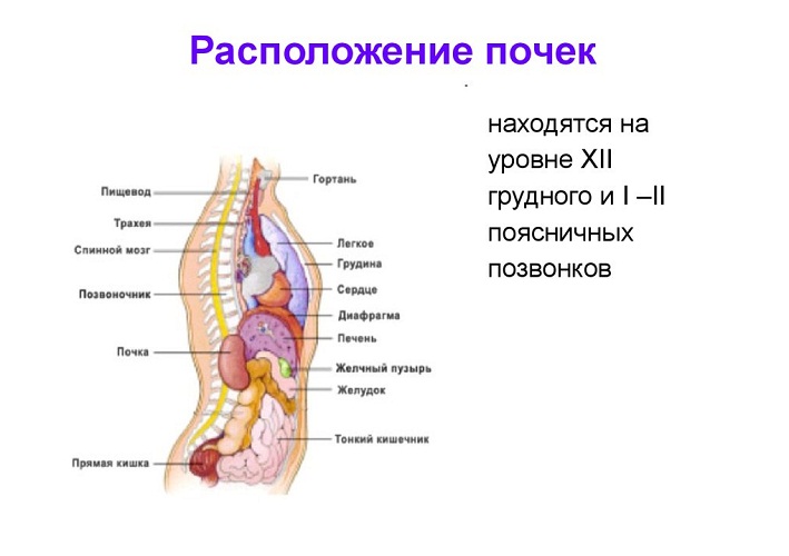 Вид сбоку 