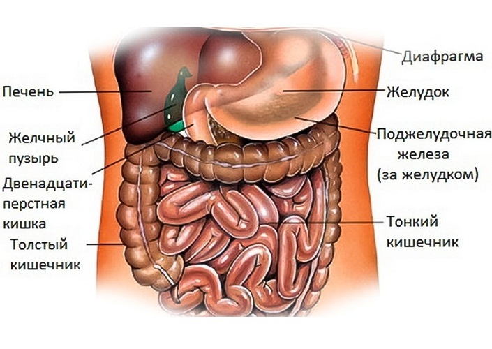 Orgány