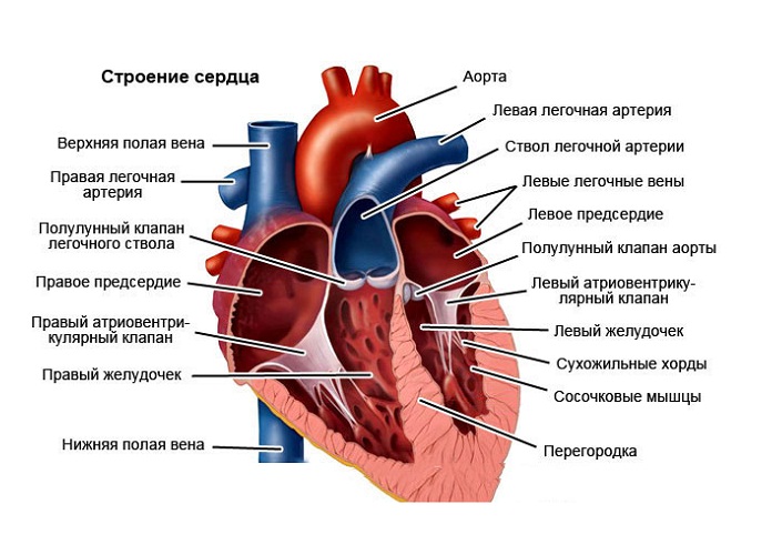 Сердце 