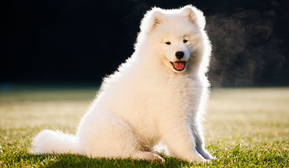 Anjing Samoyed