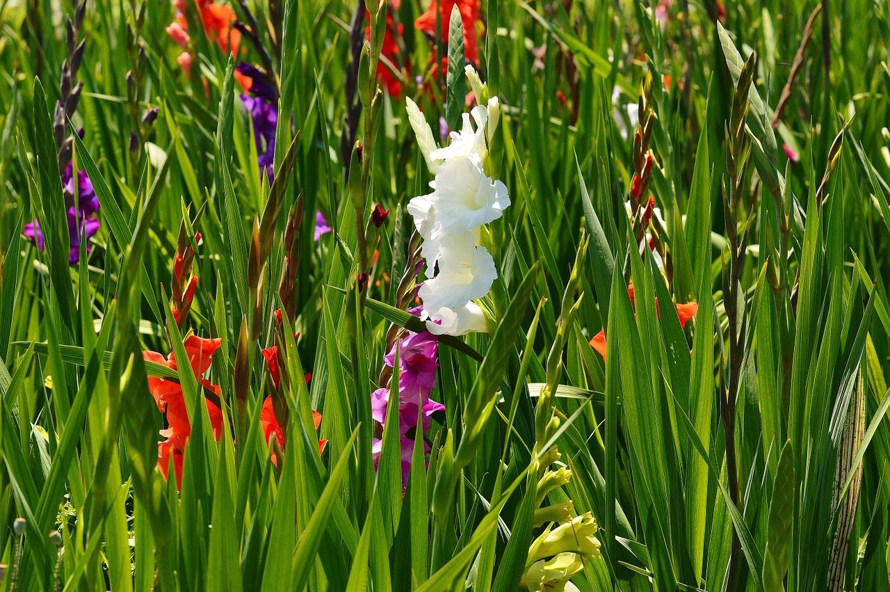 Gladioli