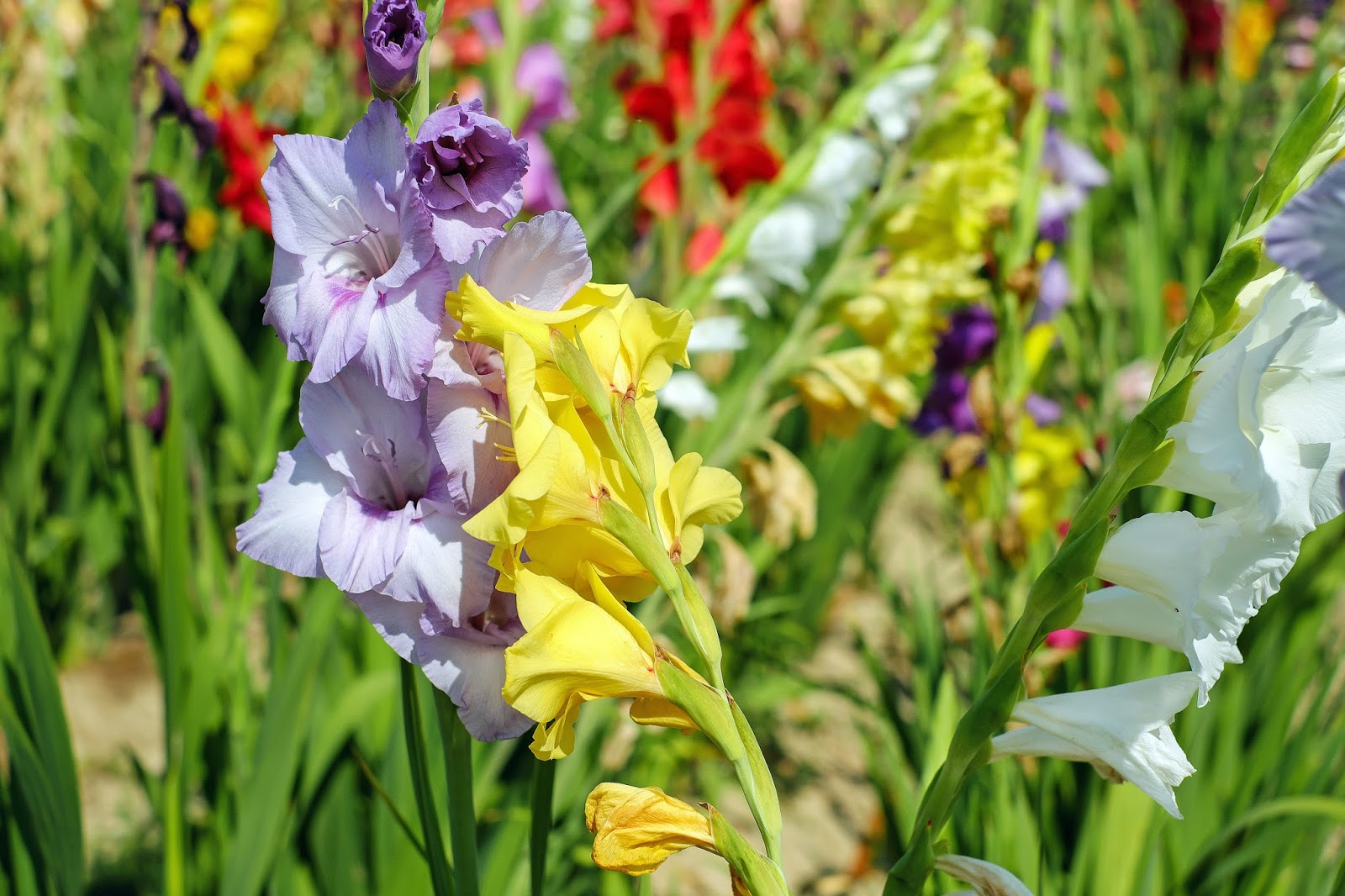 Gladioli