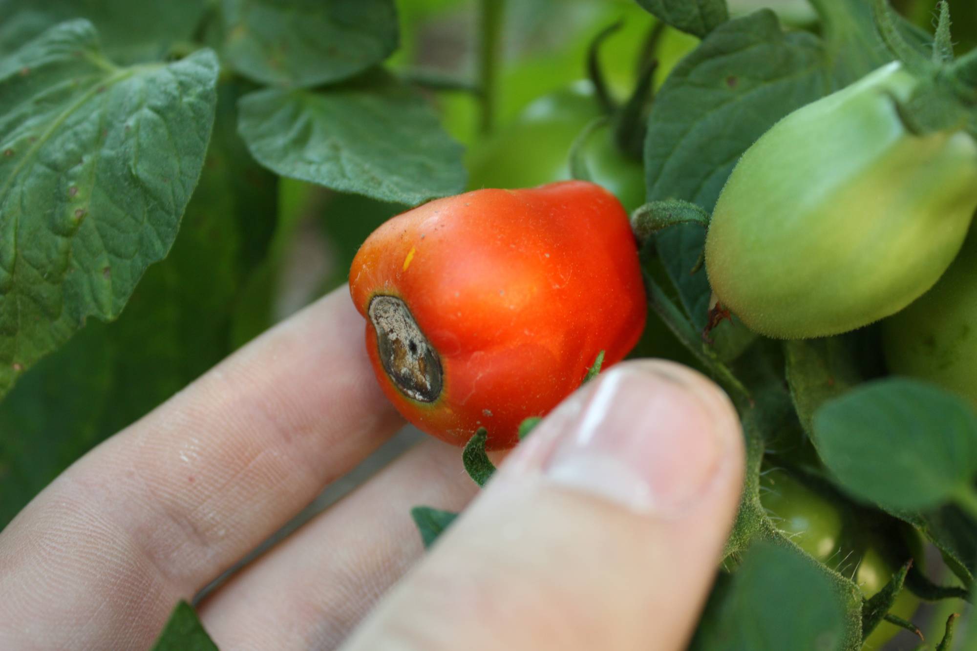 Buah -buahan yang terkena dampak