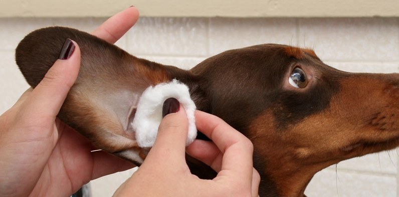 Välj en lotion för att rengöra hunden