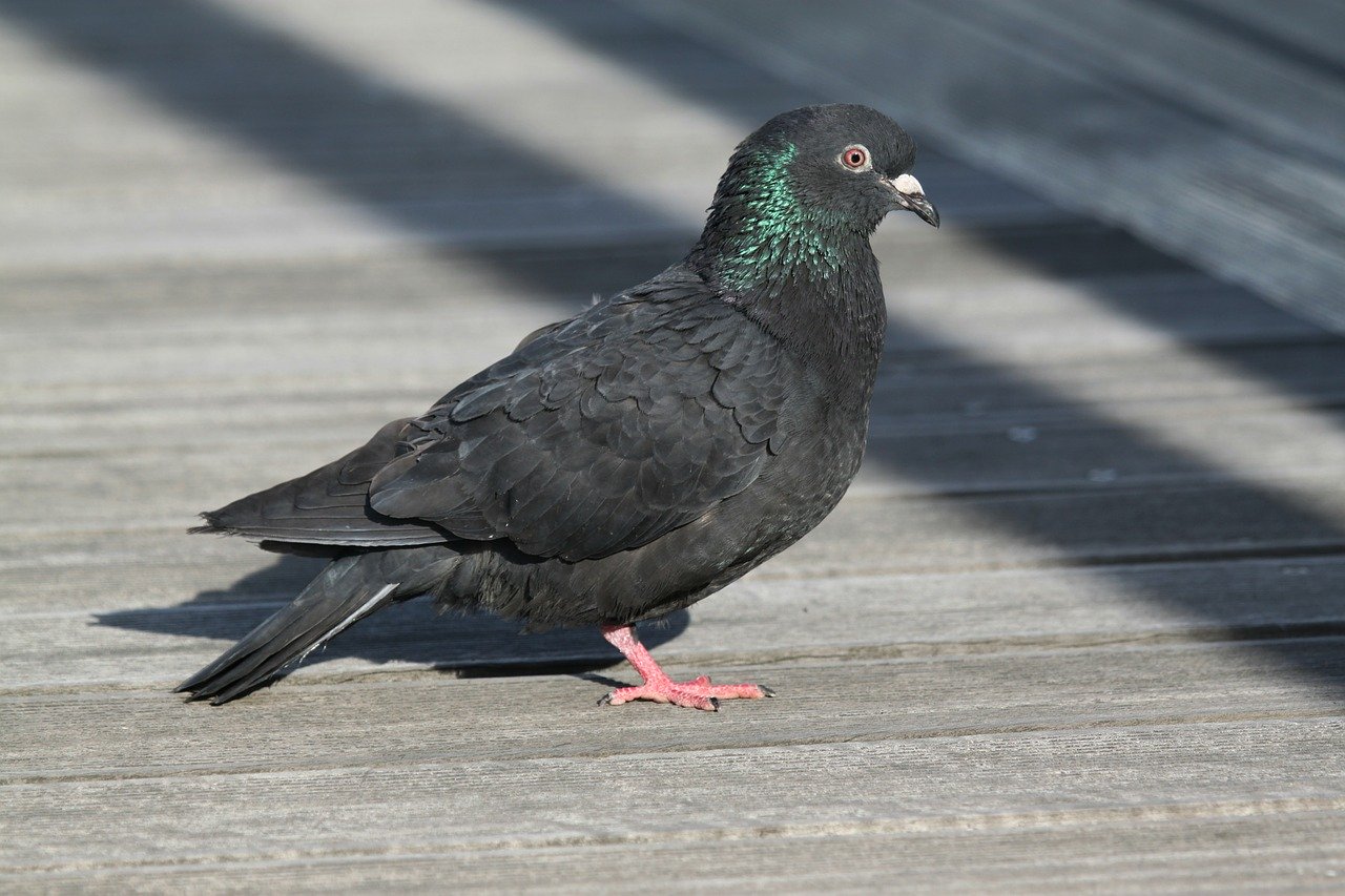 Merpati hitam