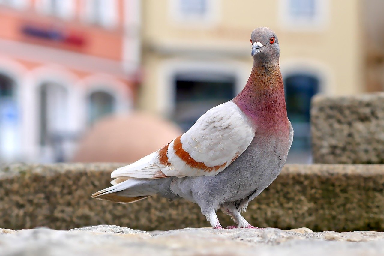 Merpati