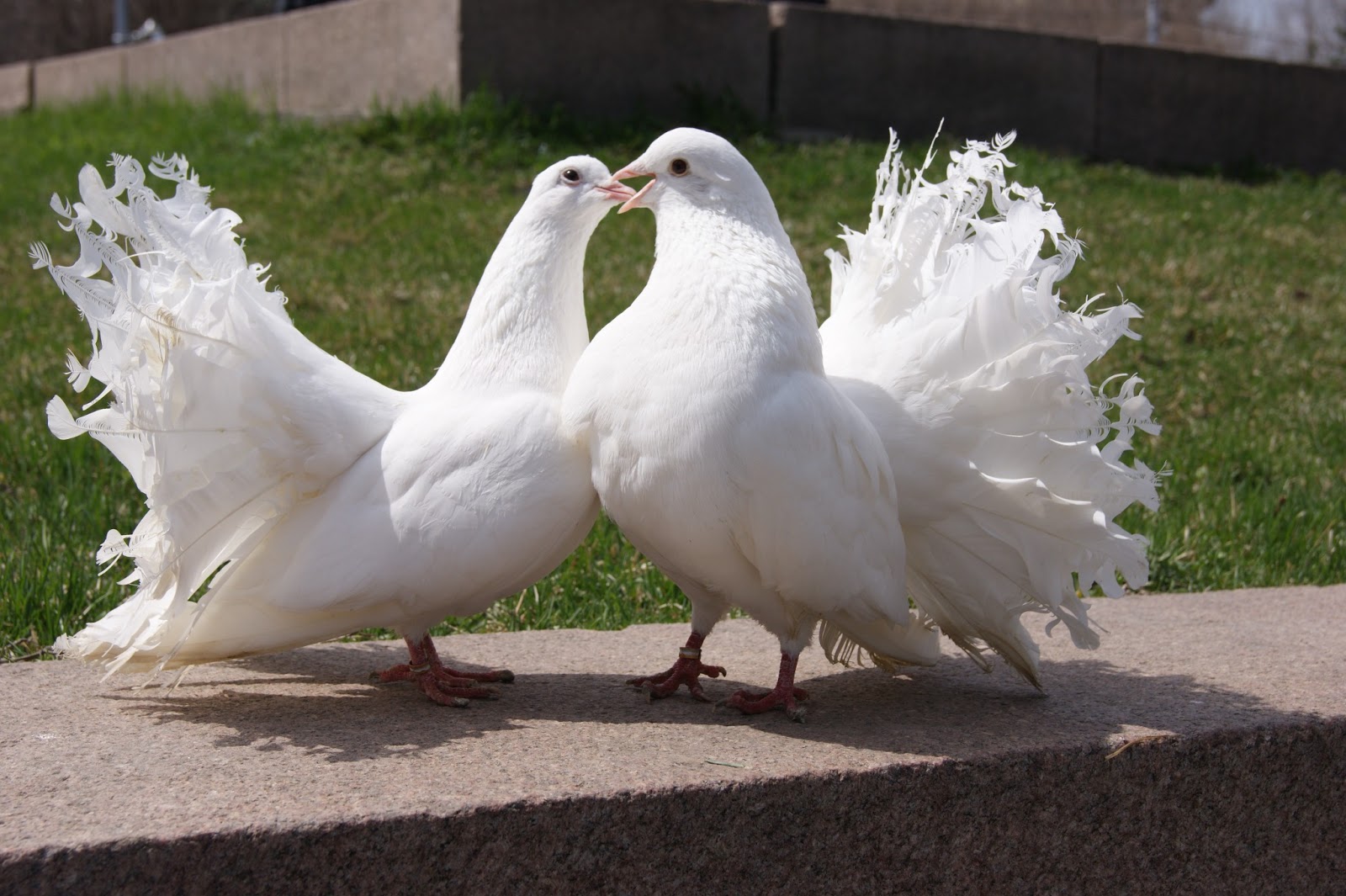 Burung putih