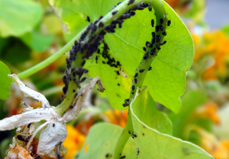 Kutu hitam pada daun mentimun