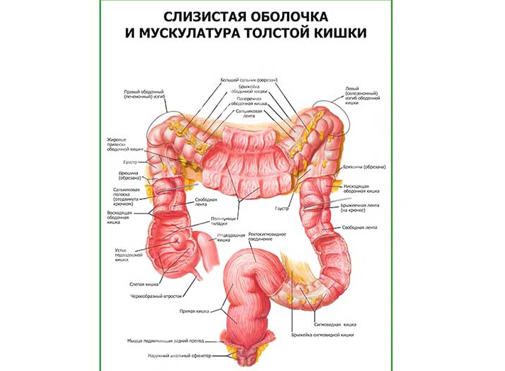 Anatomi - Den inre strukturen i tjocktarmen hos en person hos män och kvinnor