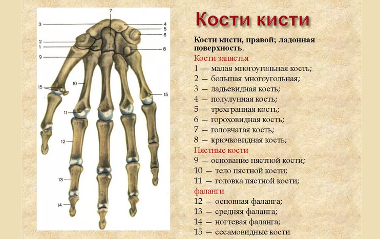 Anatomie ruky