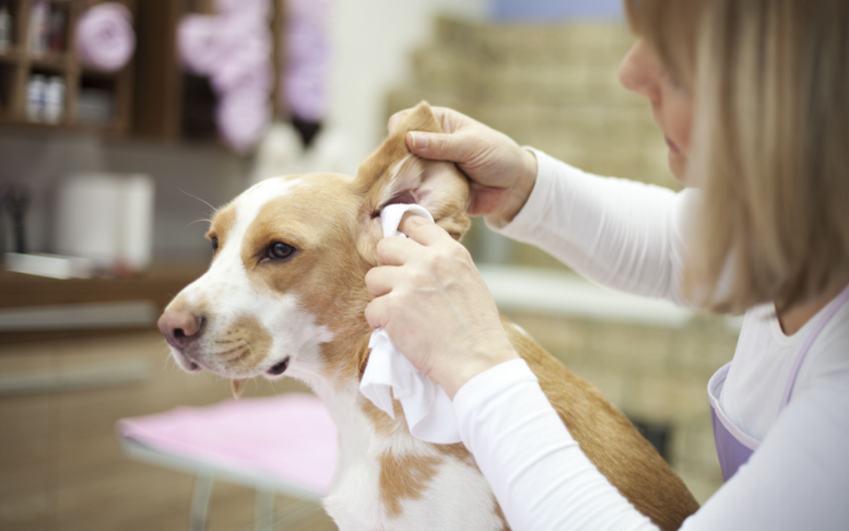 Lotion terbaik untuk membersihkan telinga anjing