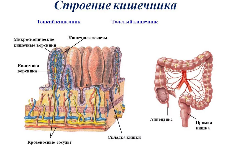 Väggens struktur, mänskliga tarmar