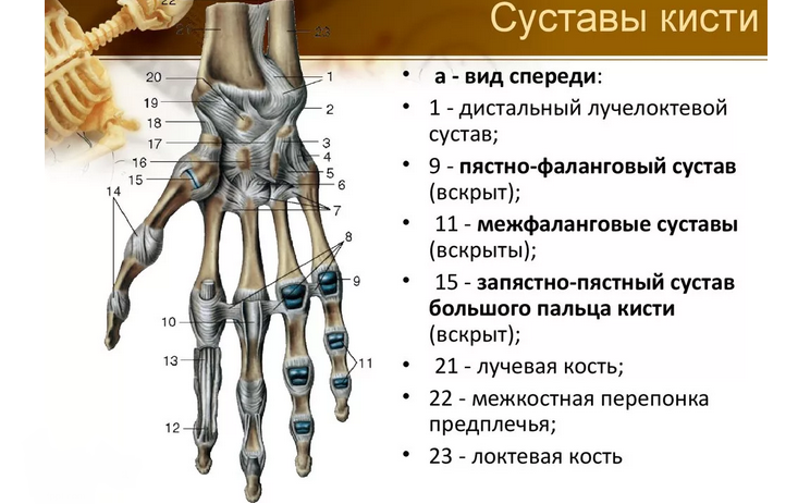 Анатомия кисти руки