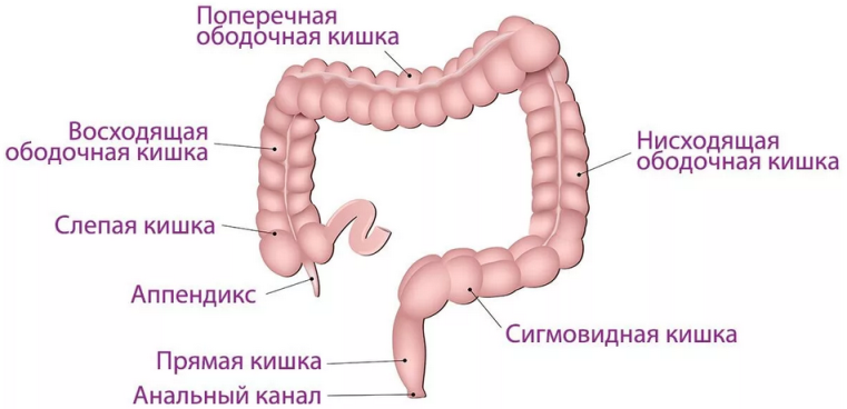 Funktioner i den inre strukturen i en persons tjocktarmen
