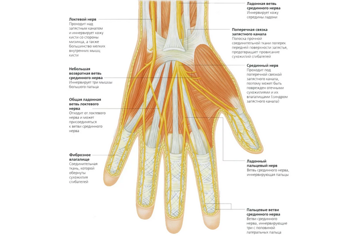 Anatomie ruky