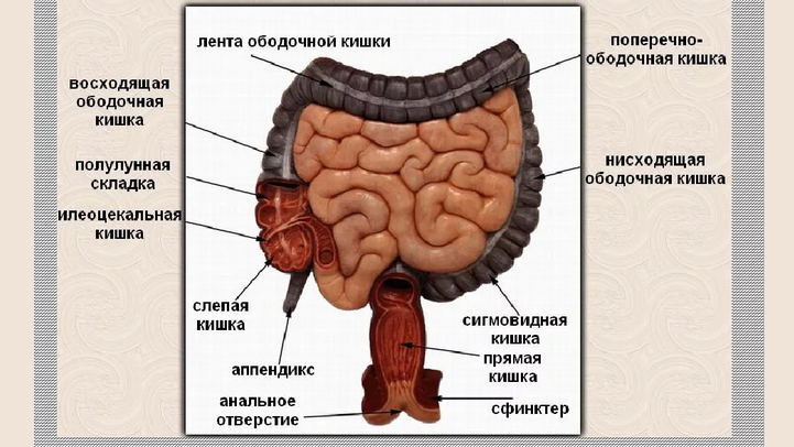Mänskliga tarmar: Bygga till höger, vänster, Sigma