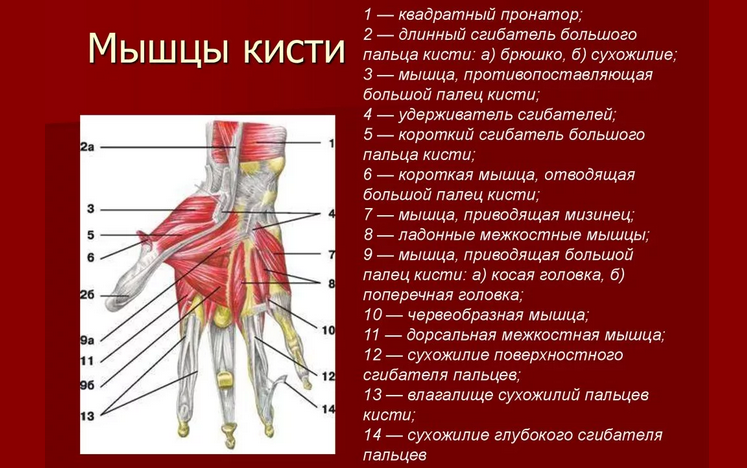 Anatomie ruky