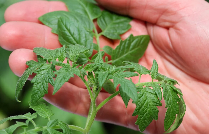 Tomatens toppar från bladlöss