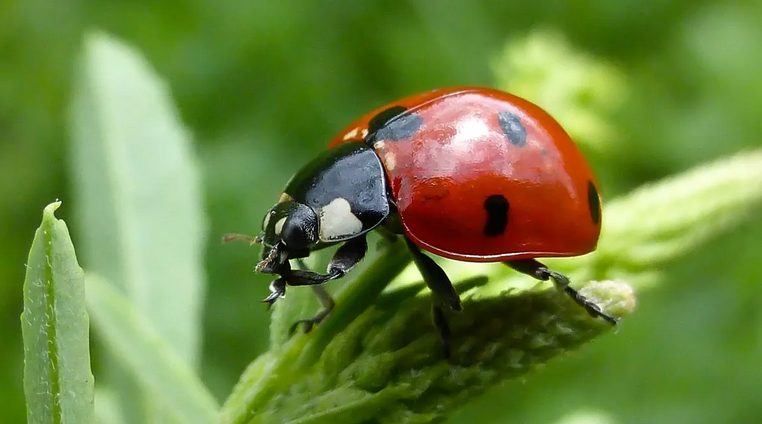 Musuh alami dari kutu daun di mentimun: ladybugs