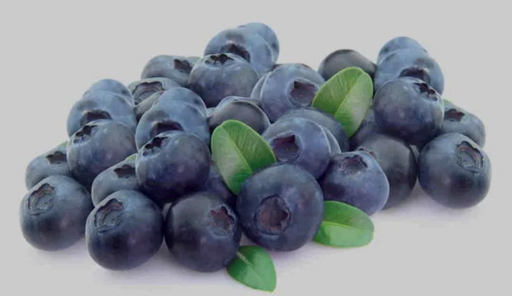 Frukterna av blåbär