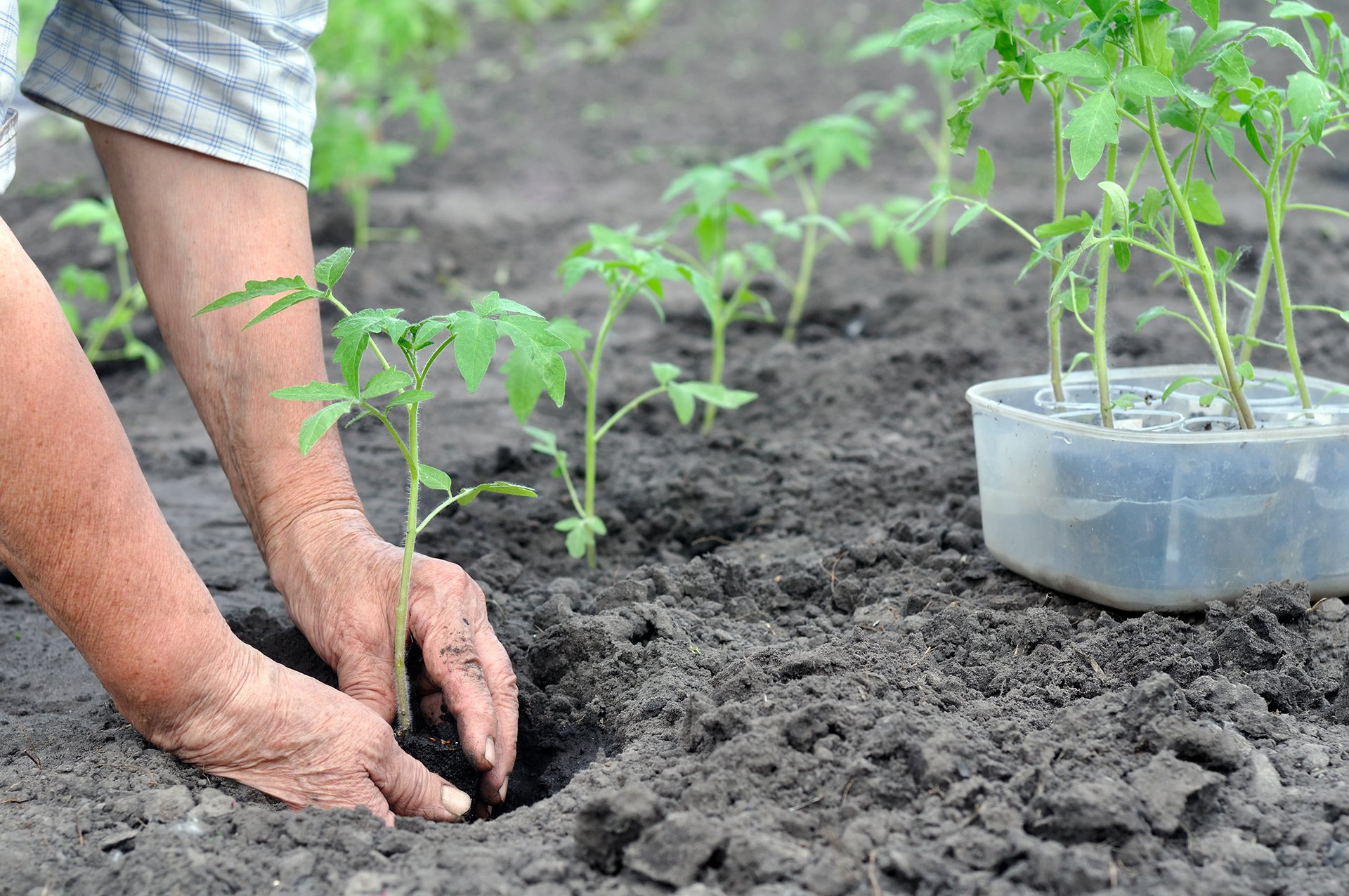 Plantera tomatplantor