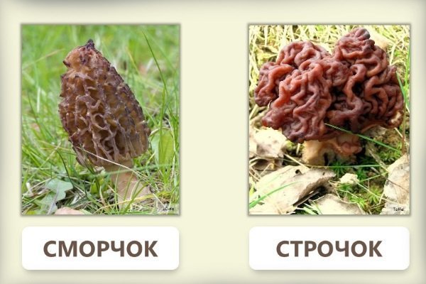 Сморчки и сторчки