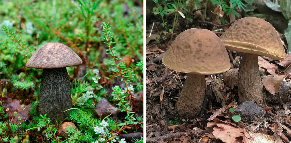 Träskboletus