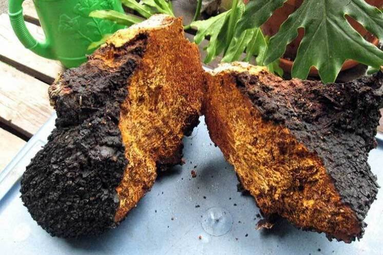 Chaga