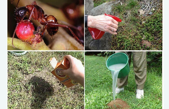 Penghancuran oleh semut asam borat di kebun